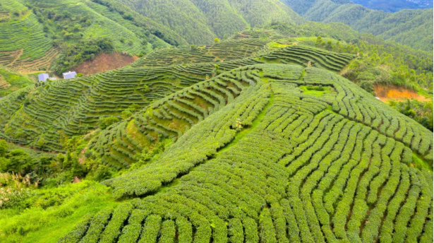 广东省茶业种植概览