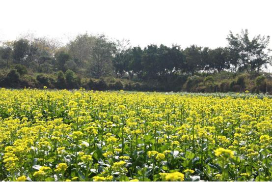 广东省春天的花开盛宴，多彩斑斓的自然画卷