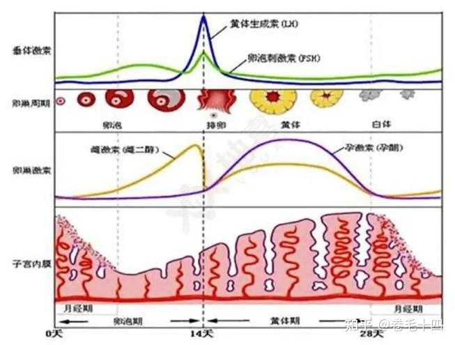 这个月姨妈没来怎么办？关于月经周期异常的解决方案