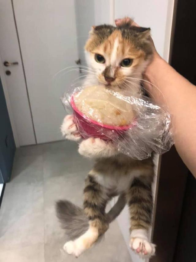 两个月的猫粮，猫咪的饮食与照顾之道