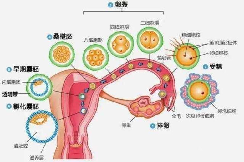 女人一个月排几次卵，深度解析女性生理周期中的排卵机制