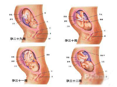 胎儿一个月生长速度与体重变化，深度解析与观察